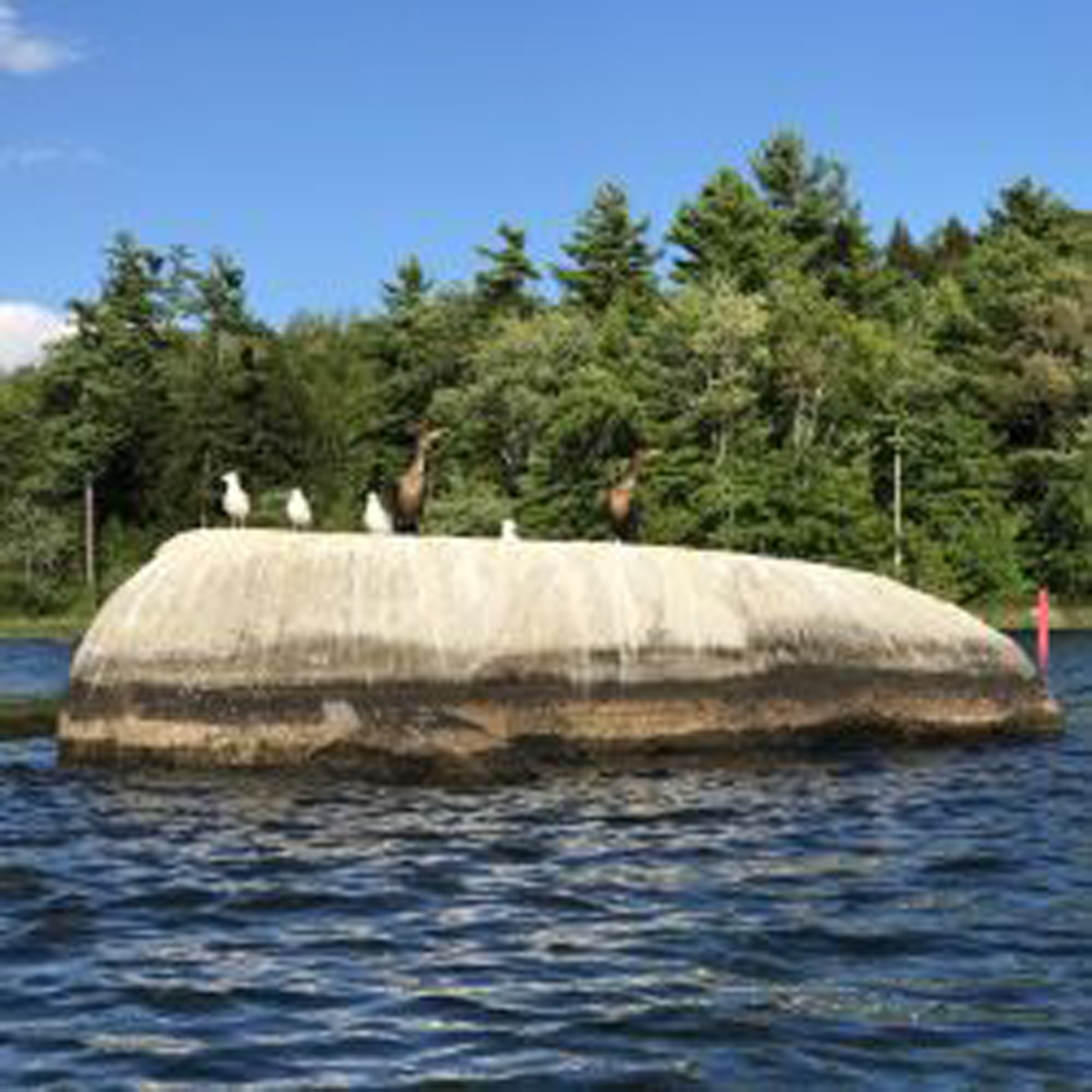 Small rock isalnd with variety of birds resting on it