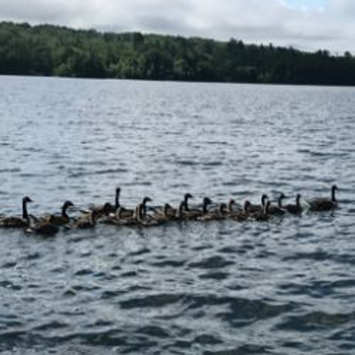 Large group of ducks on the water